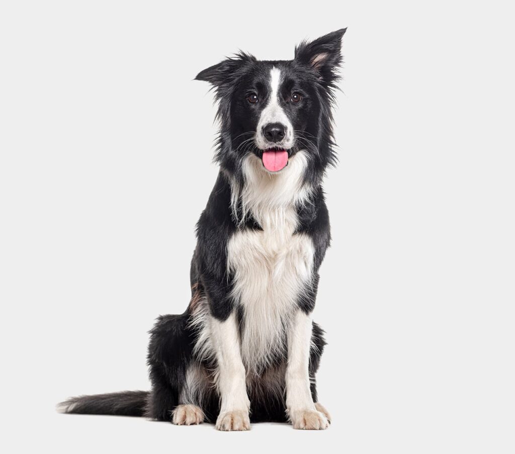 panting, black-white border collie