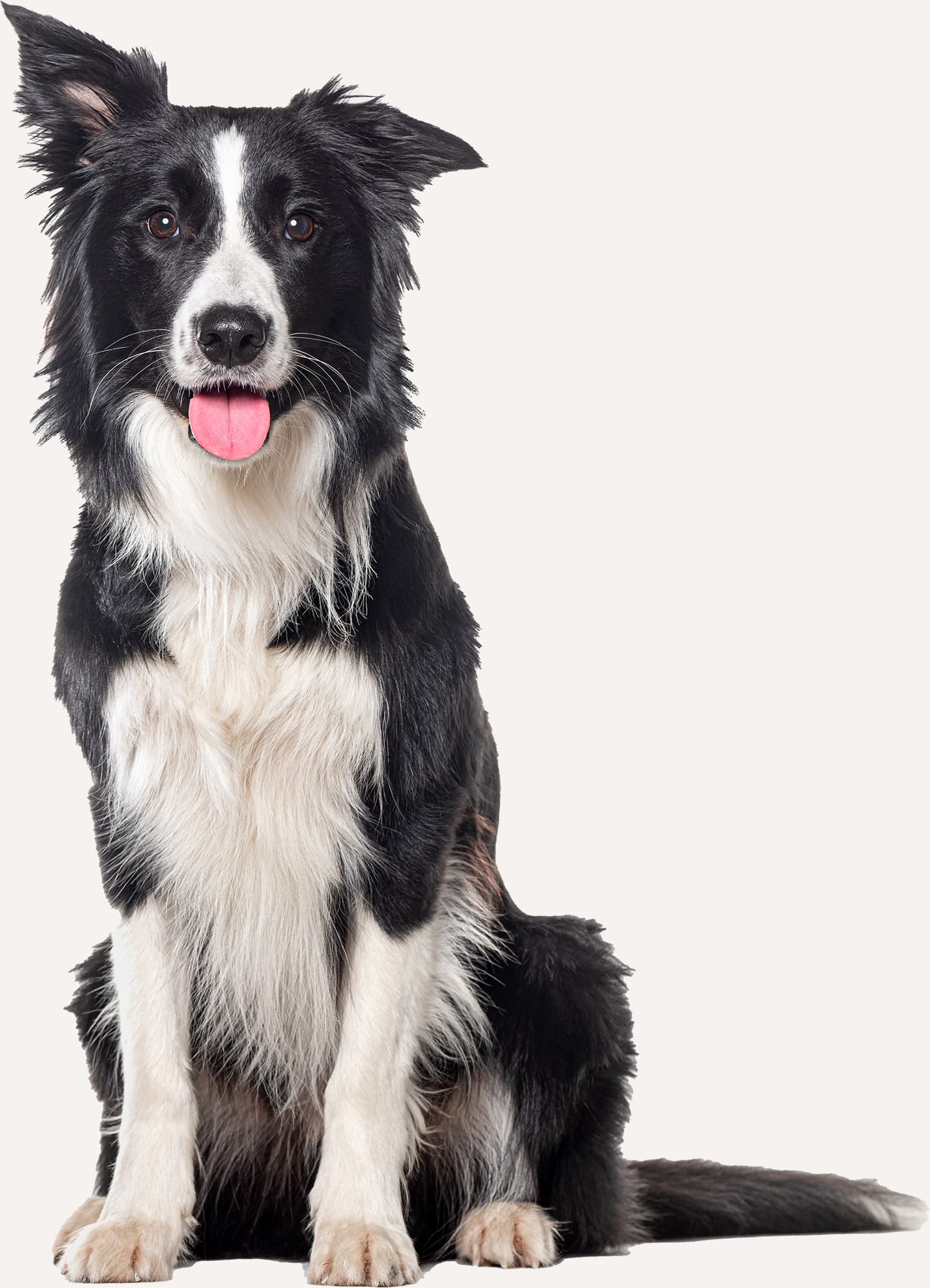 Black and white Border Collie