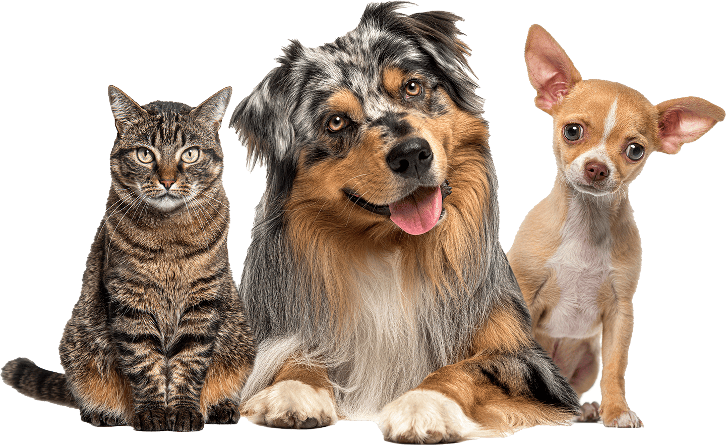 cat and two dogs