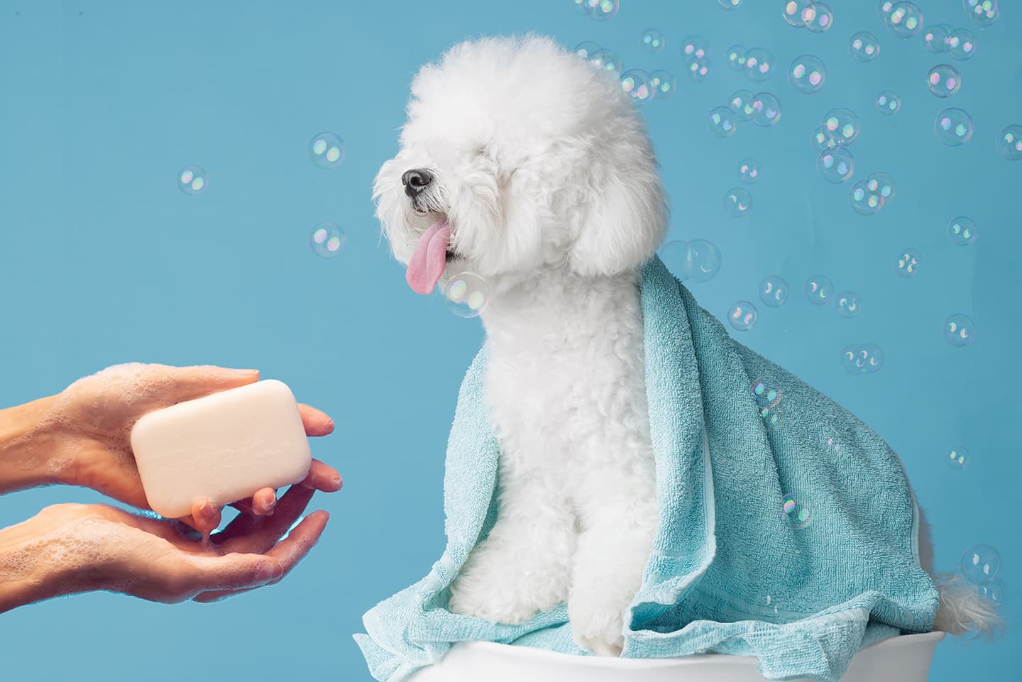 White dog soap hands and bubbles