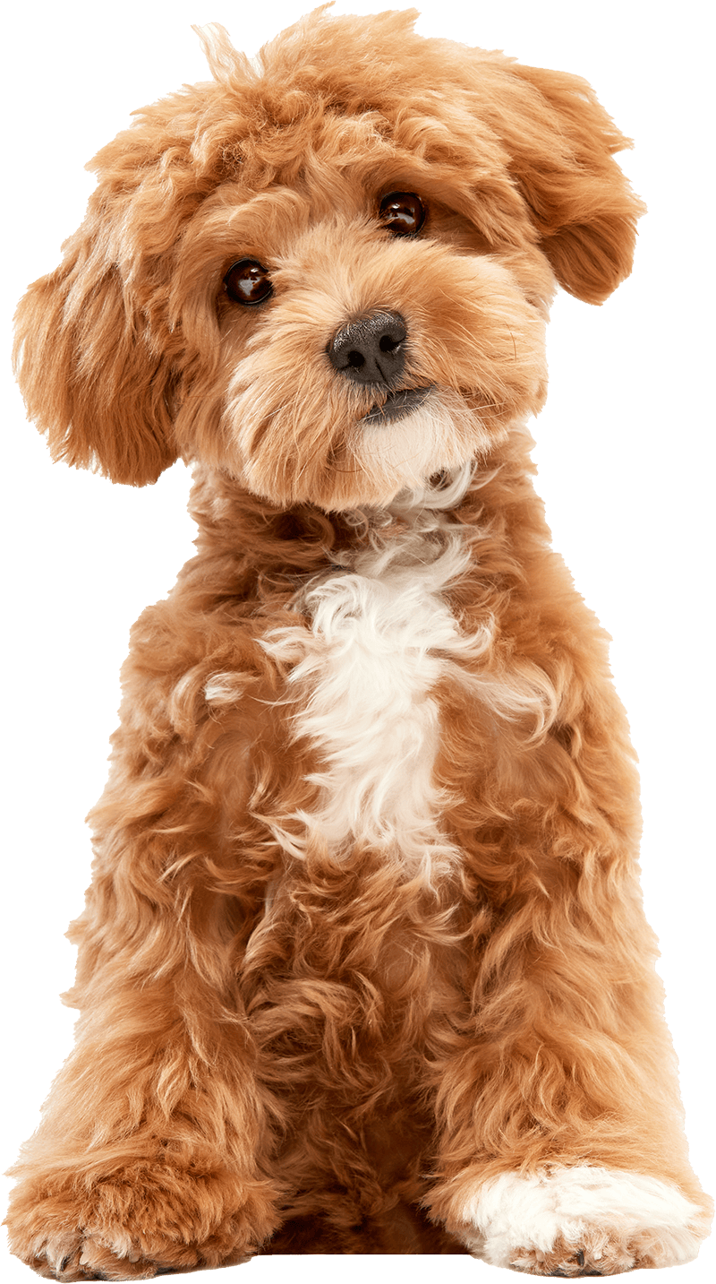 maltipoo dog