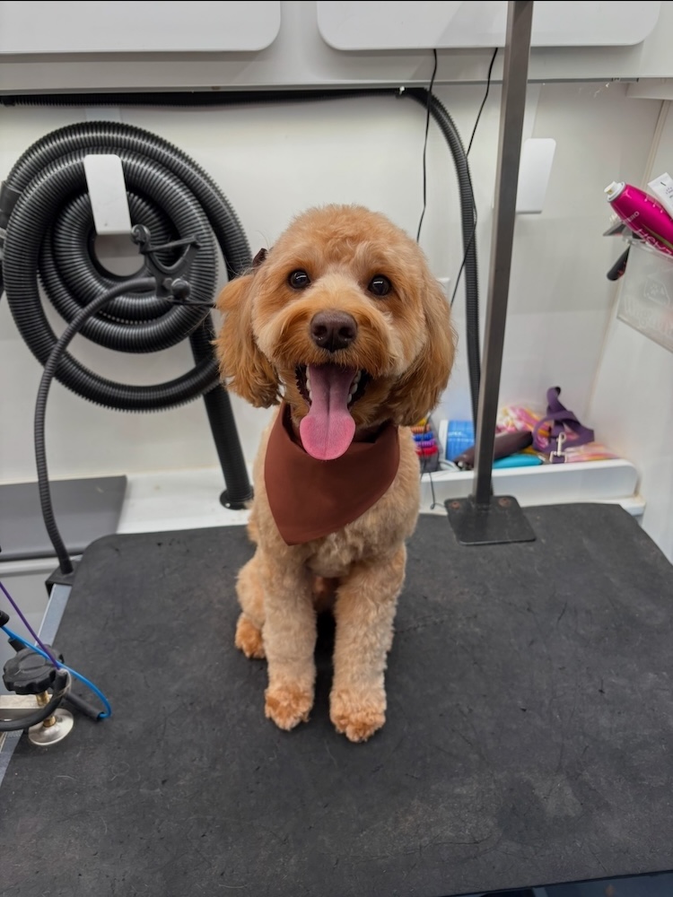Happy Freshly Groomed Charlotte Doodle