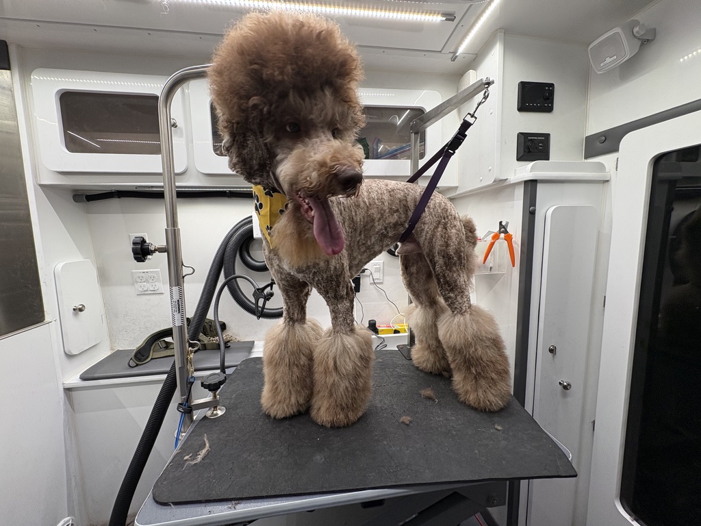 Poodle Mobile Grooming in Charlotte