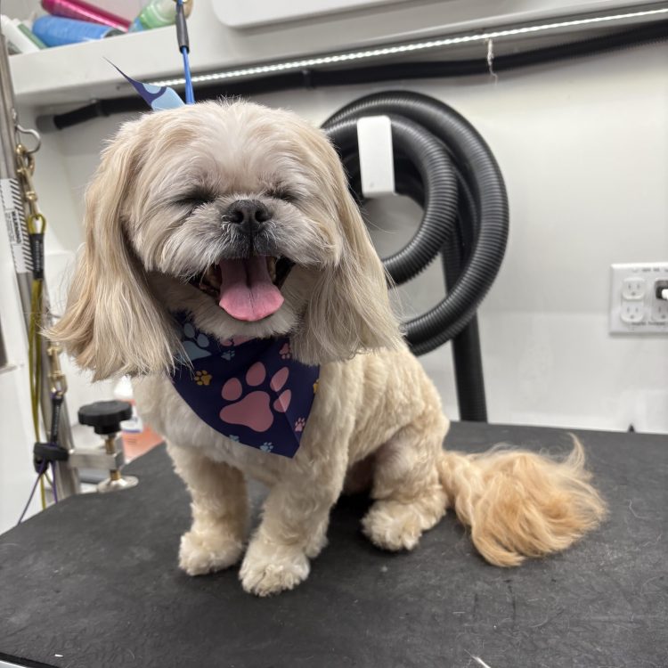 Cute dog in Charlotte receives mobile grooming
